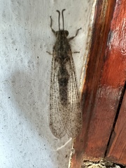 Acanthaclisini