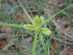 Cyperus aggregatus