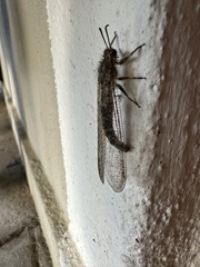 Acanthaclisini