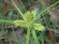 Cyperus aggregatus