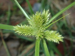 Cyperus aggregatus