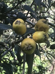 Crataegus mexicana