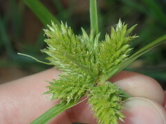 Cyperus aggregatus