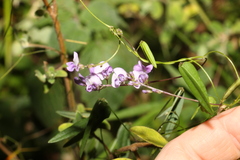 Glycine tabacina