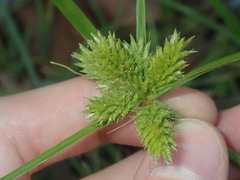 Cyperus aggregatus