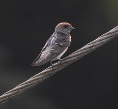 Petrochelidon fluvicola