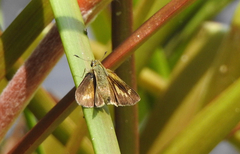 Parnara amalia