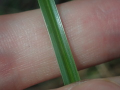 Cyperus aggregatus
