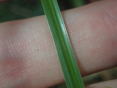 Cyperus aggregatus