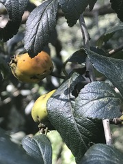 Crataegus mexicana