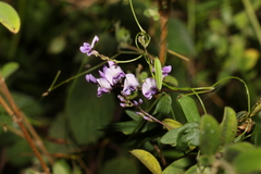 Glycine tabacina