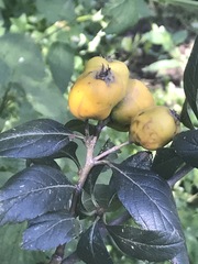 Crataegus mexicana