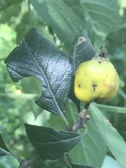 Crataegus mexicana