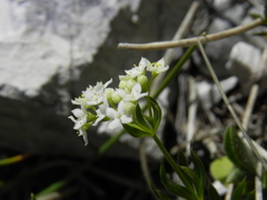 Galium anisophyllon