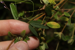 Glycine tabacina