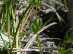 Galium anisophyllon
