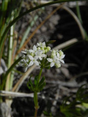Galium anisophyllon