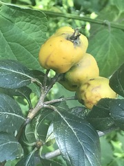 Crataegus mexicana