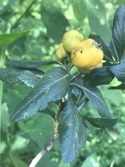 Crataegus mexicana