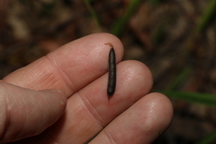 Glycine tabacina