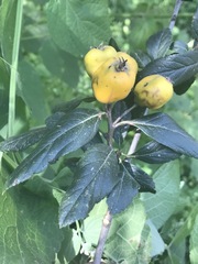Crataegus mexicana