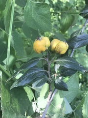 Crataegus mexicana