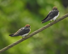 Petrochelidon fluvicola