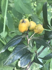 Crataegus mexicana