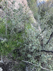 Cercocarpus betuloides