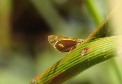 Parnara amalia