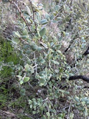 Cercocarpus betuloides