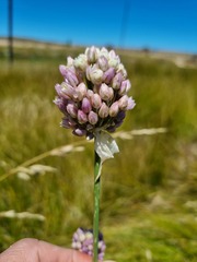 Allium dregeanum