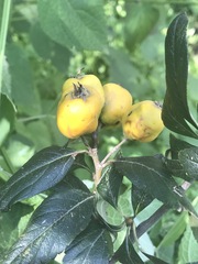 Crataegus mexicana