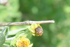 Euphoria subtomentosa