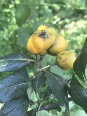 Crataegus mexicana