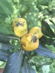 Crataegus mexicana