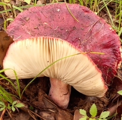 Russula