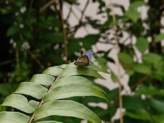 Luthrodes pandava