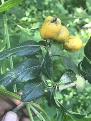 Crataegus mexicana