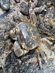 Paragrapsus quadridentatus