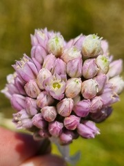 Allium dregeanum