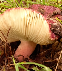 Russula