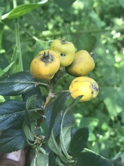 Crataegus mexicana