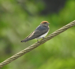 Petrochelidon fluvicola