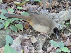 Pterorhinus perspicillatus
