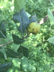 Crataegus mexicana