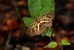 Catuna oberthueri