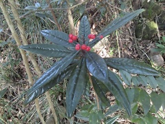 Ardisia lindleyana