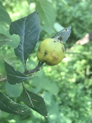 Crataegus mexicana