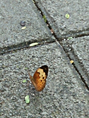 Lepidoptera